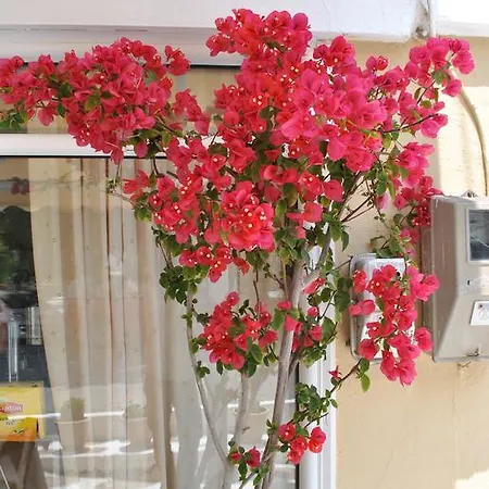 Polizotou Skála Sotíros